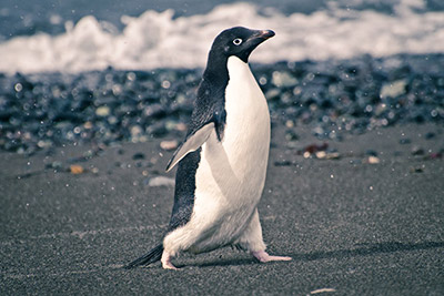 adele penguin