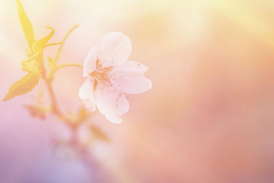 high park sakura blossoms
